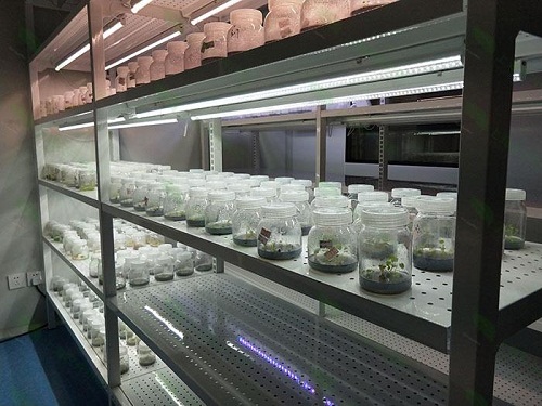 沈阳植物组织培养实验室设计建设方案